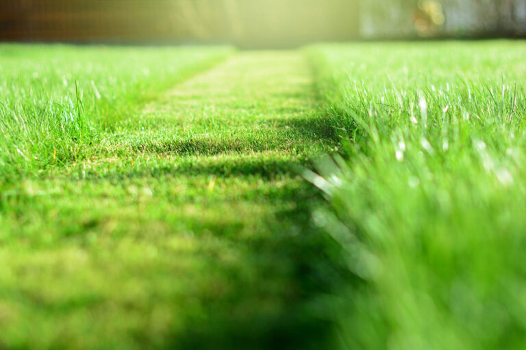 freshly cut grass