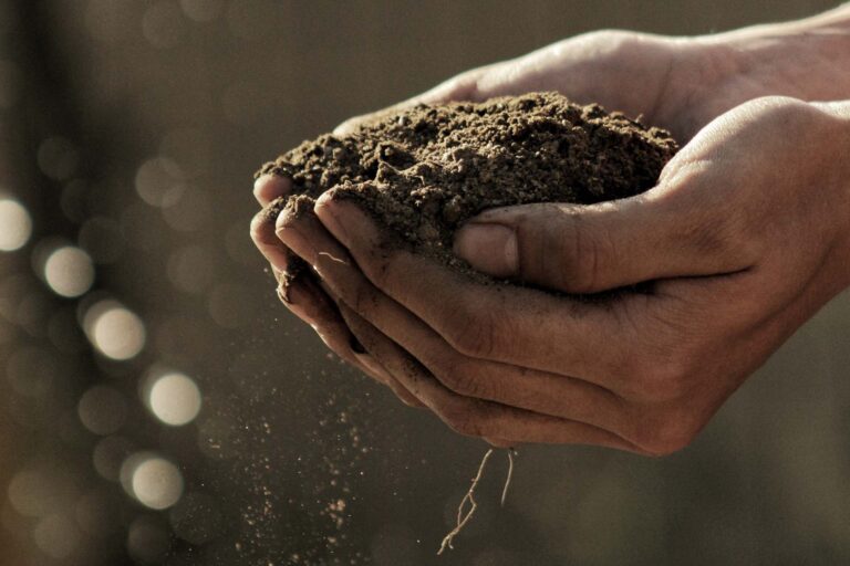 a person holding soil in their hands