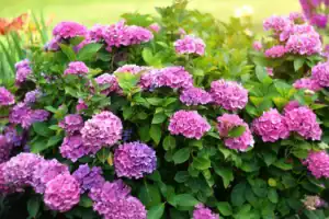 pink and purple hydrangea blooms