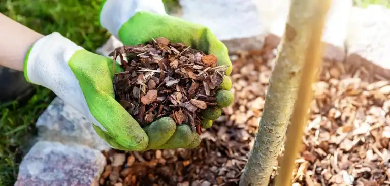 hands with gloves showing mulch below a tree in the yard